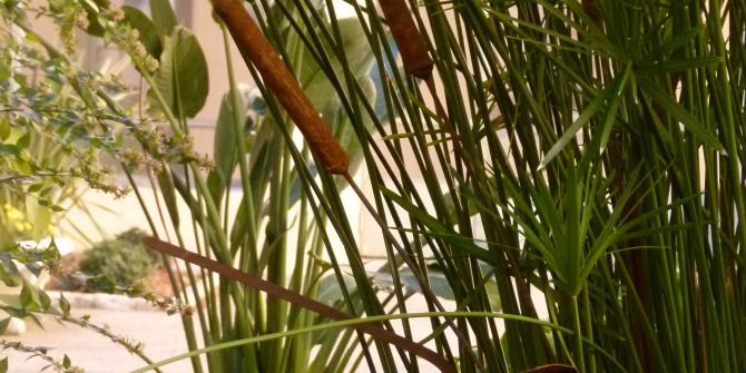 jonc_decoratif_et_trop_plein_du_bassin